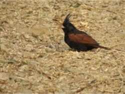 Crested Bunting